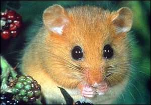 A Dormouse